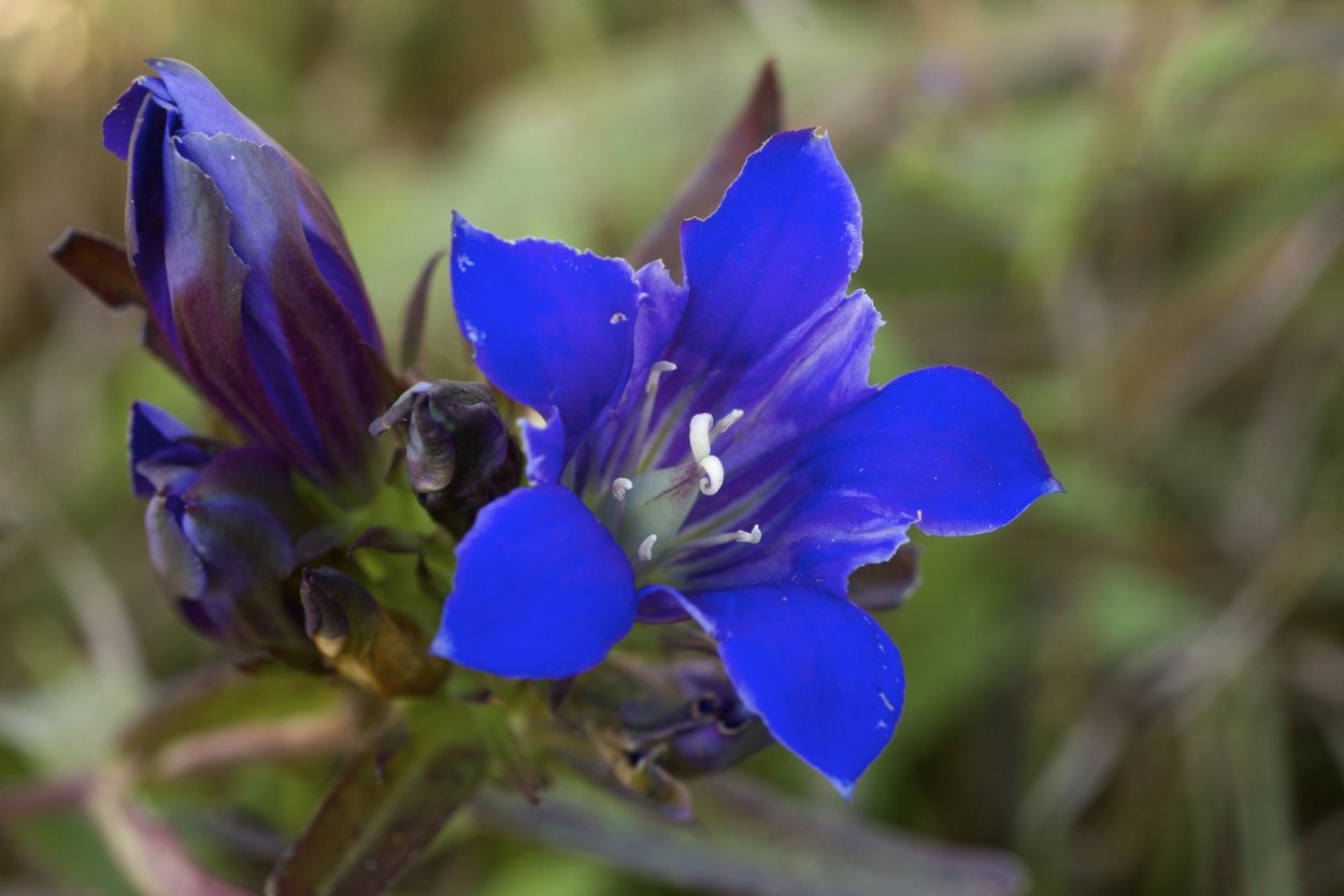 Горечавка перекрестнолистная синяя