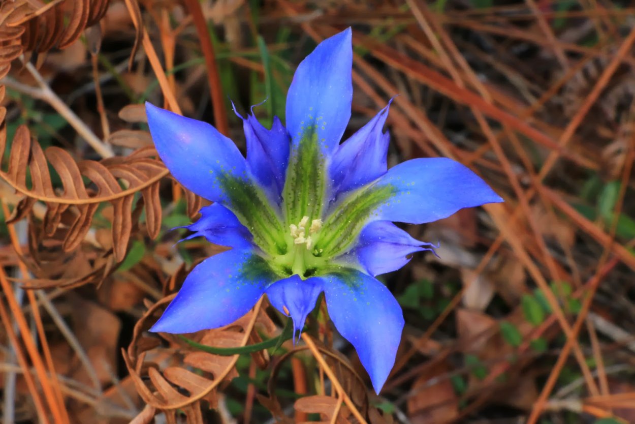 Горечавка Тирлич Тирлич