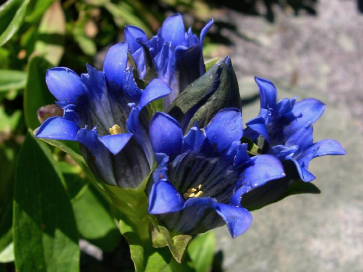 Горечавка крупноцветная