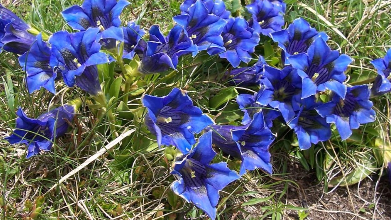 Горечавка крупнолистная