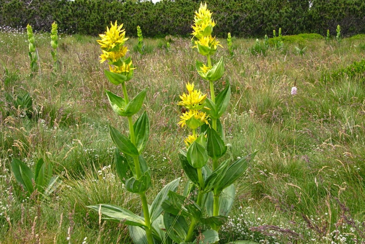 Тирлич трава