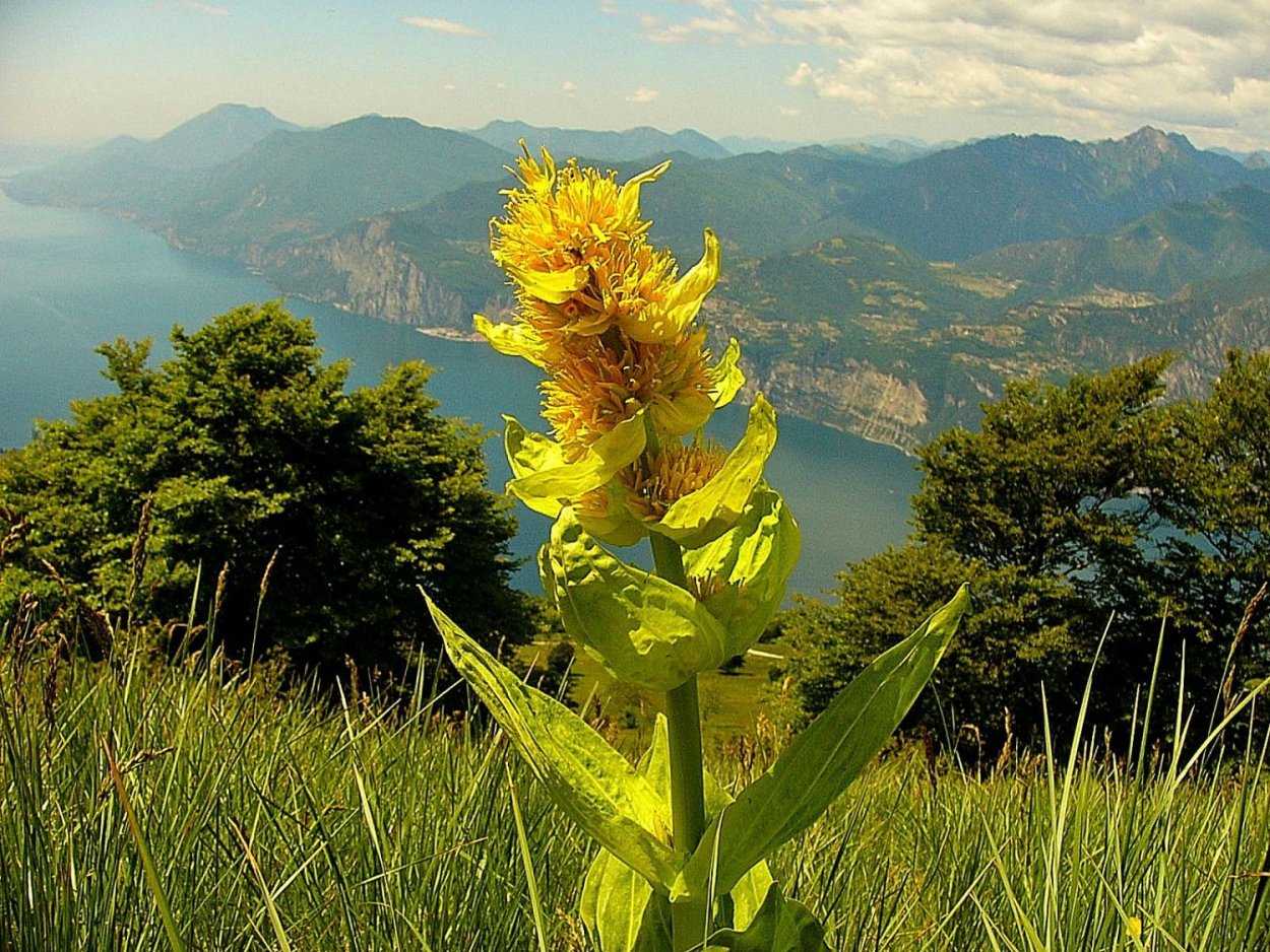 Горечавка желтая (Gentiana lutea)