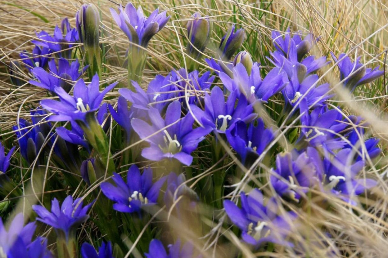 Тирлич трава