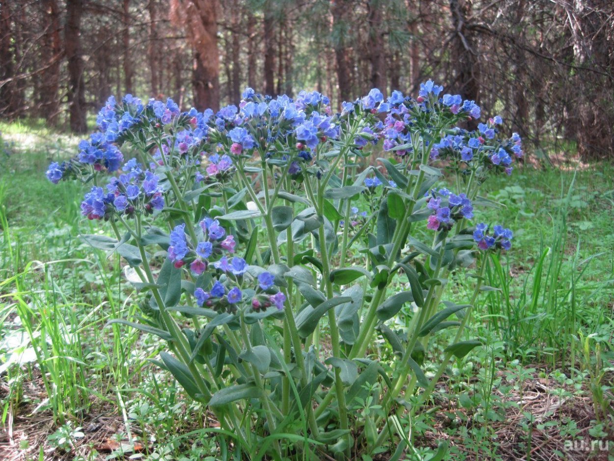 Медуница мягчайшая