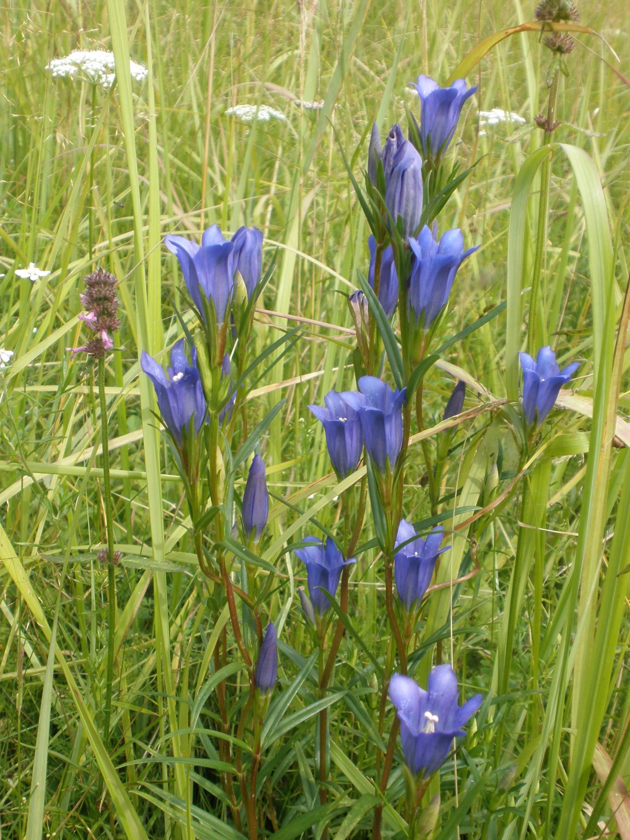 Горечавка легочная Gentiana pneumonanthe
