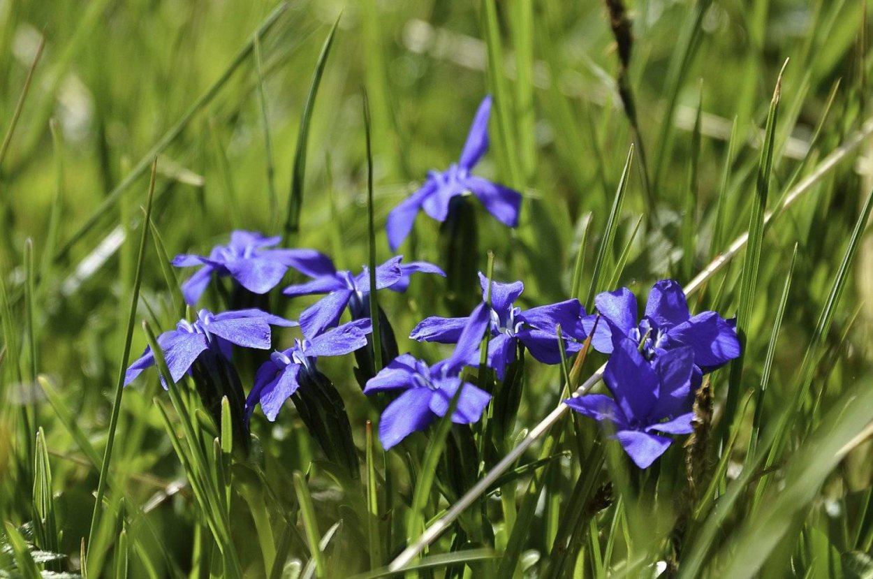 Сокольница крупнолистная