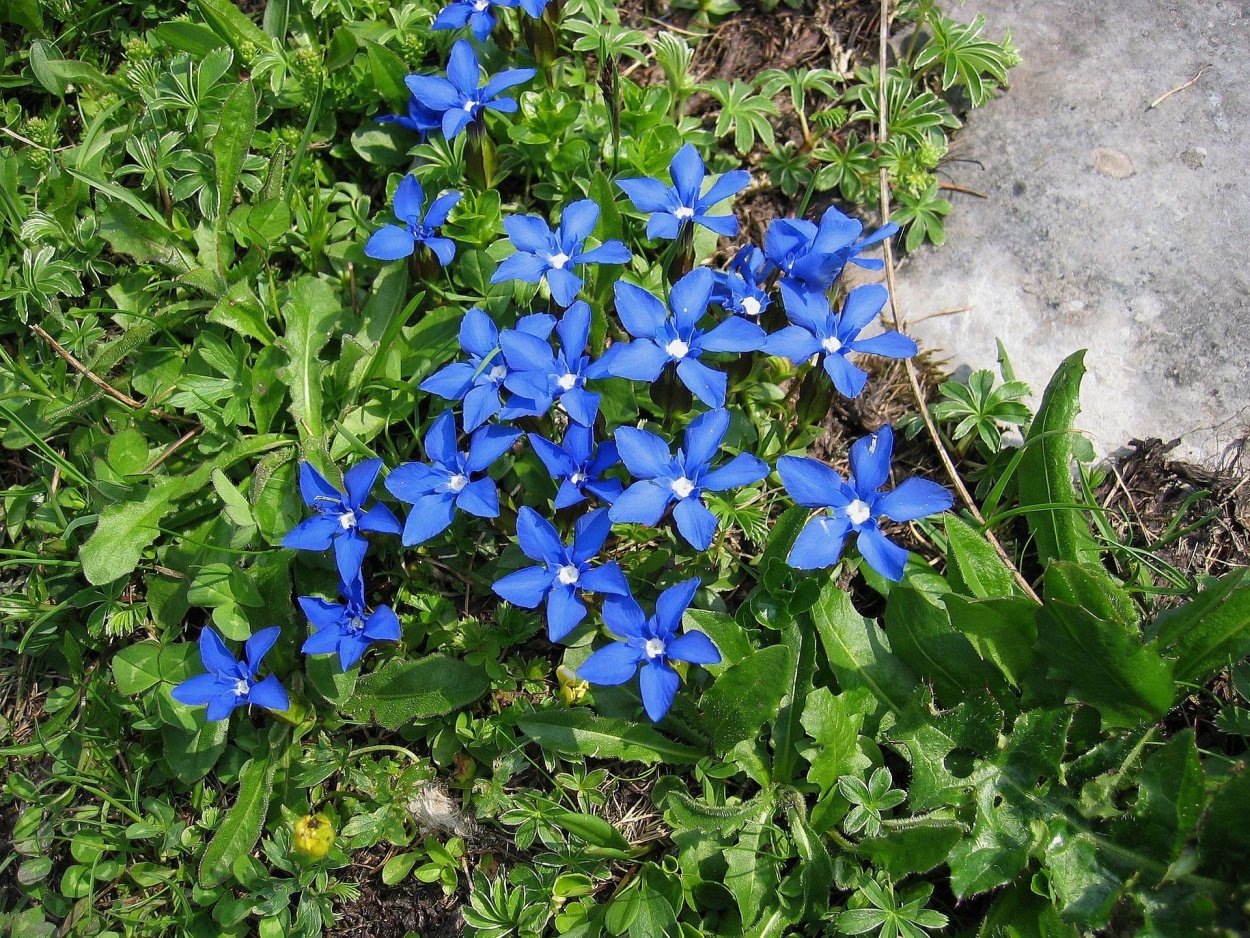 Горечавка верна. Gentiana Verna..