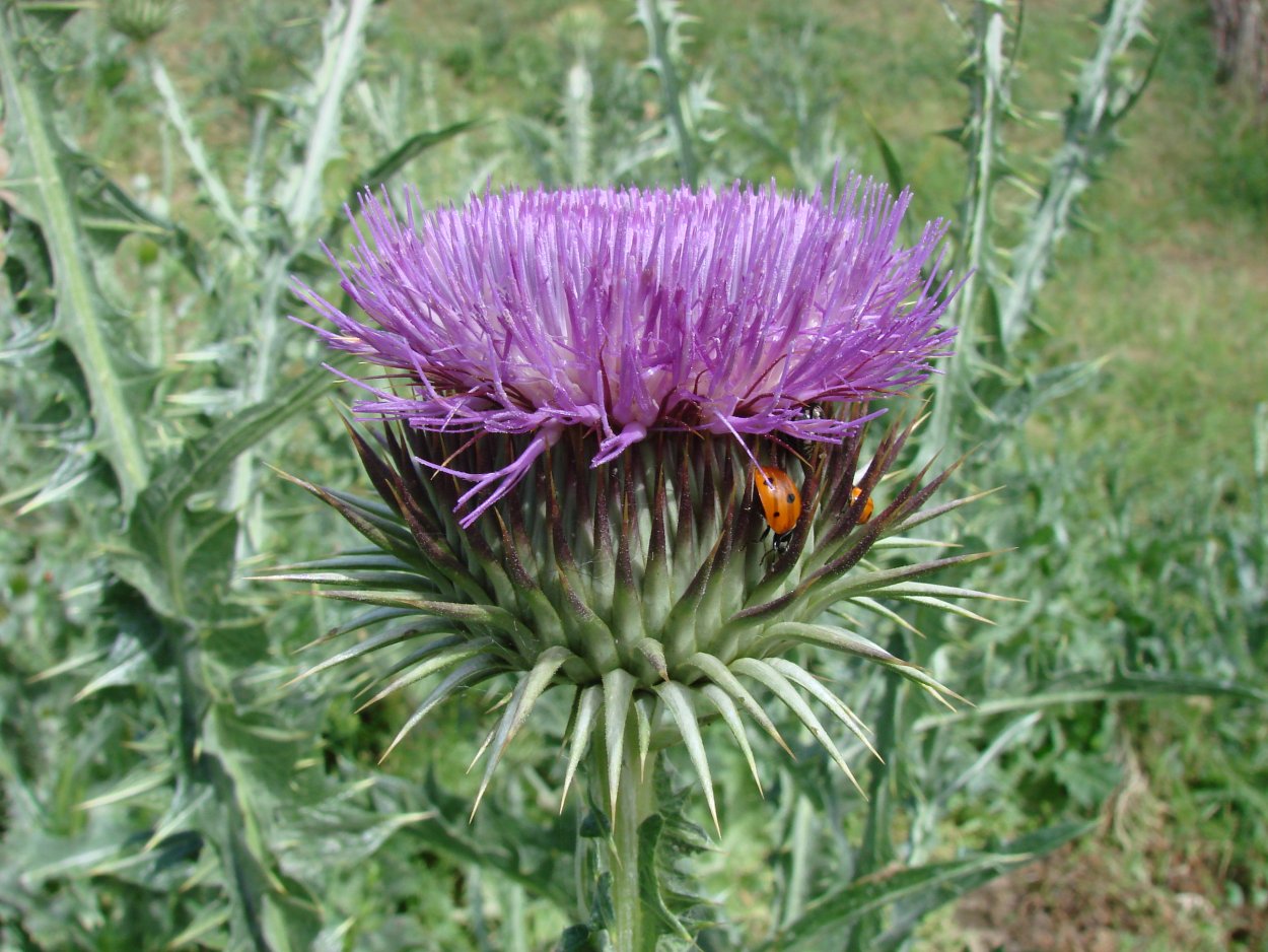 Татарник чертополох