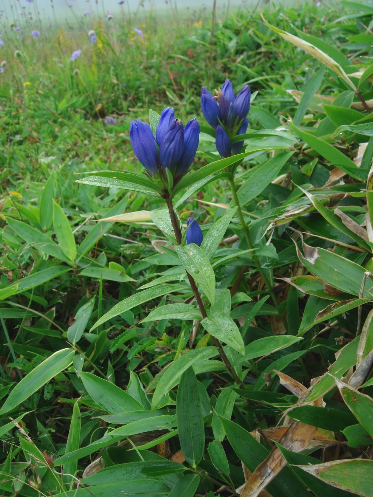 Горечавка трехцветковая