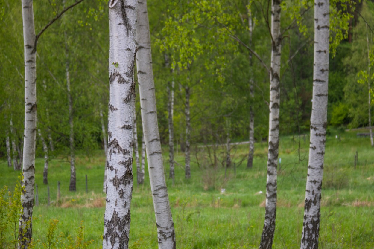 Березовый лес