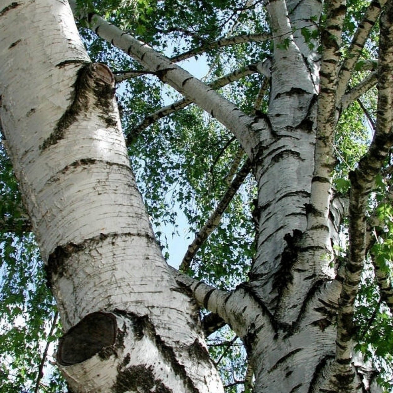 Betula pendula (verrucosa)