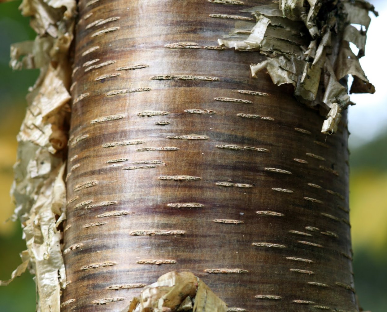 Береза Вишневая, или сахарная (Betula lenta)