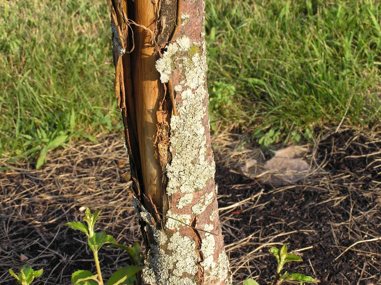 Морозобоины коры плодовых деревьев