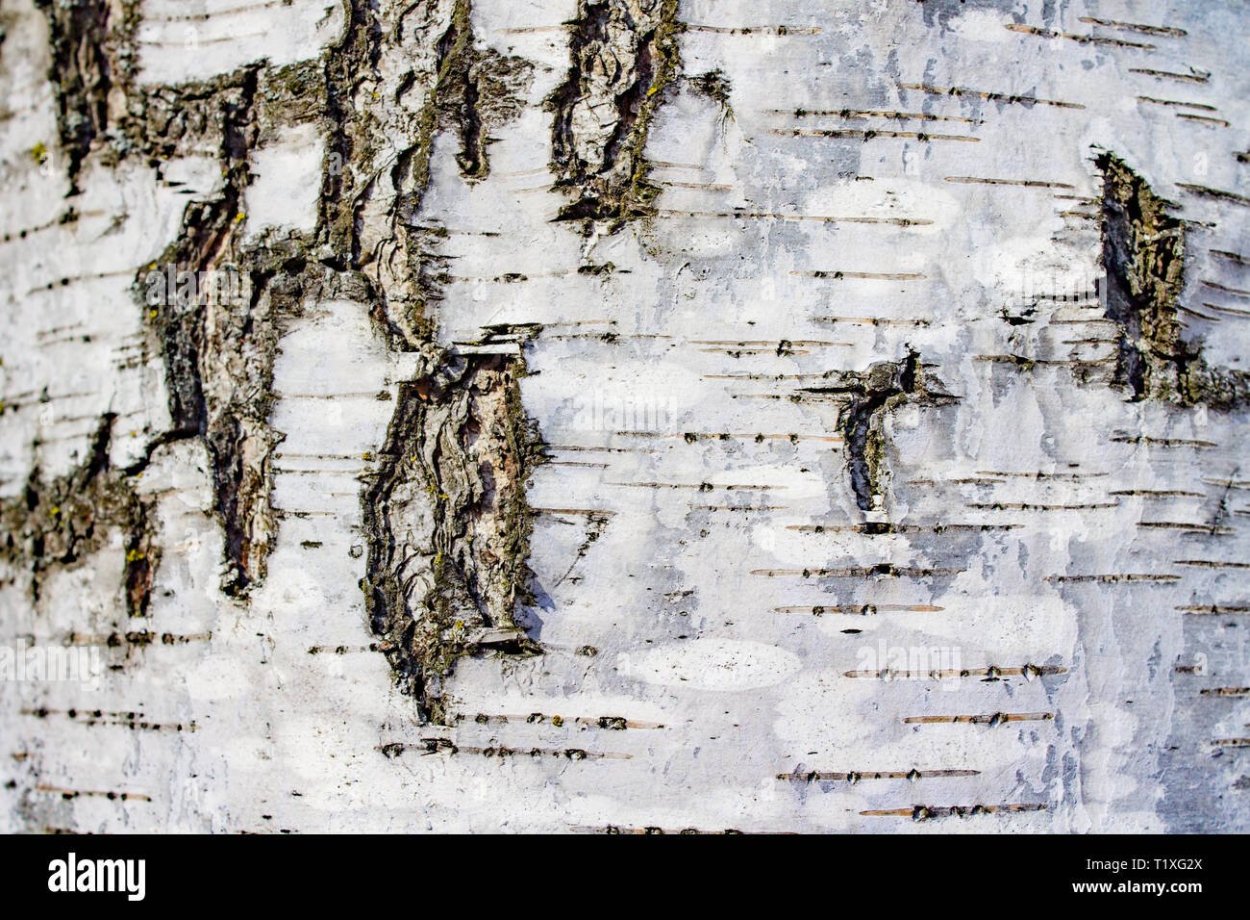 Береза с темной корой