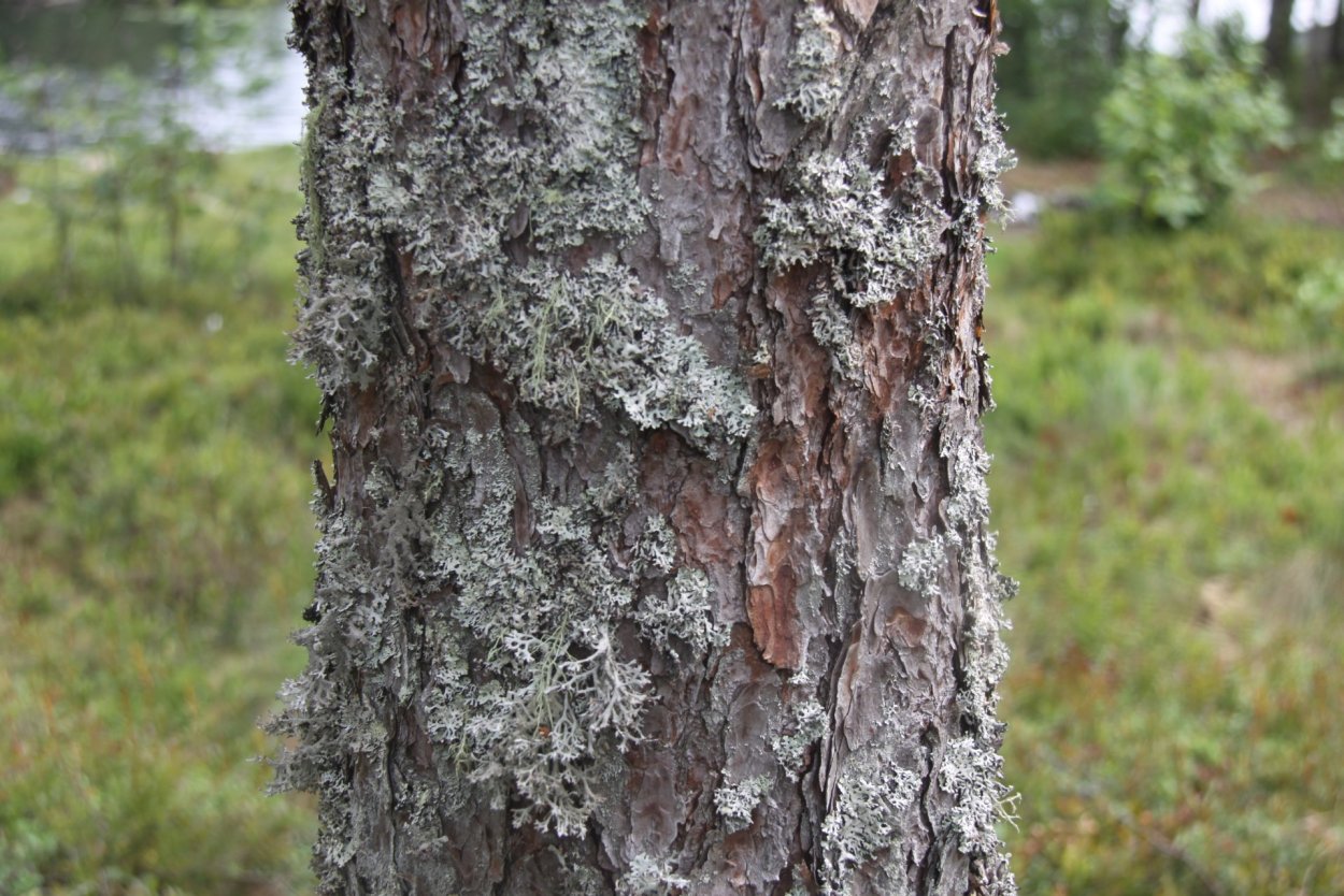 Накипные лишайники на коре сосны