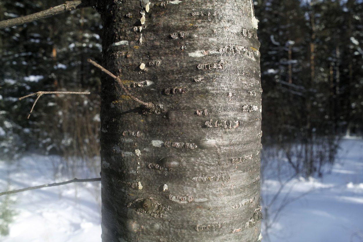 Пихта Сибирская Живица