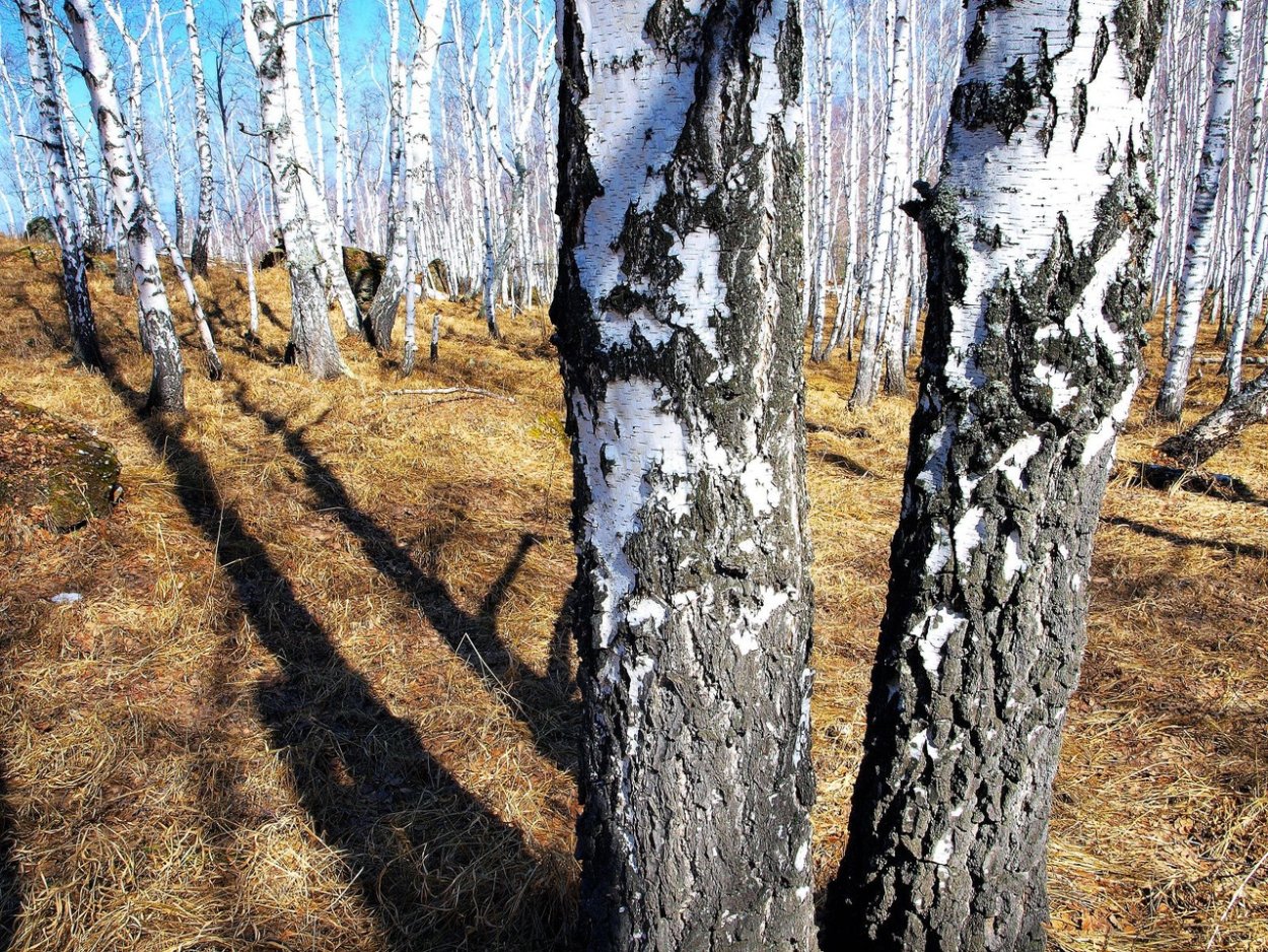 Березовый лес ранней весной