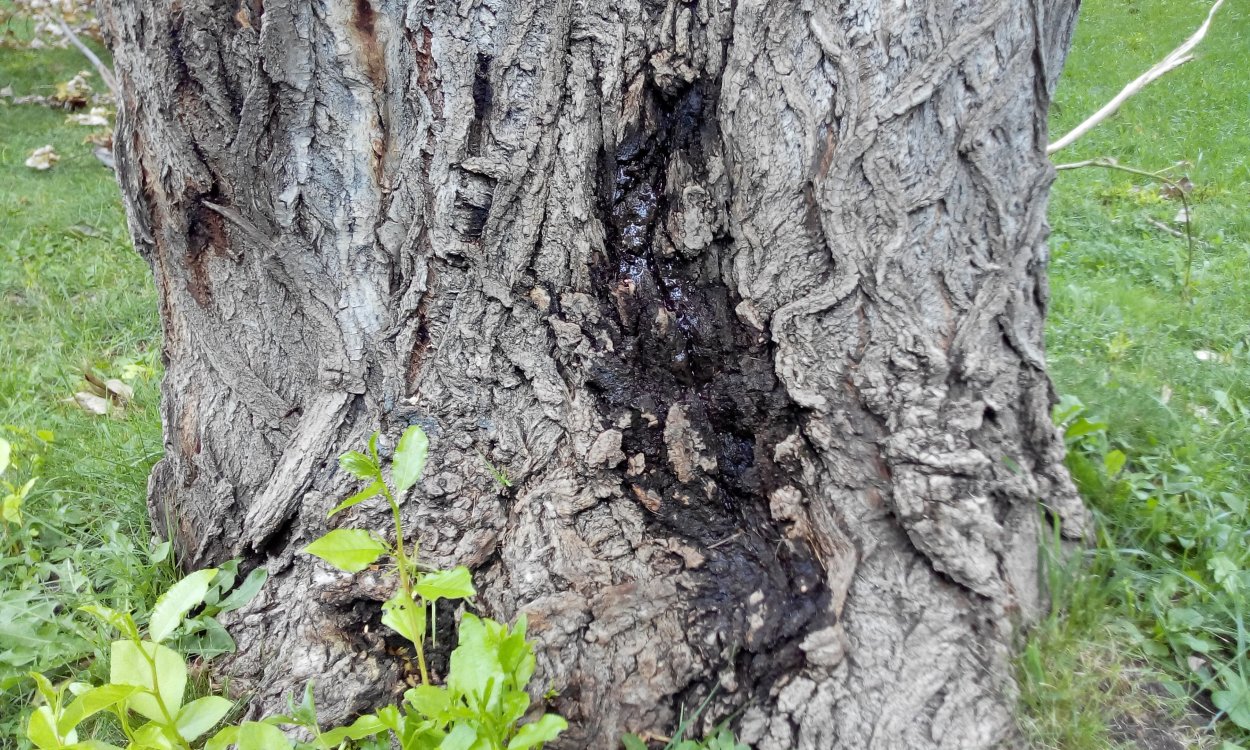 Дотихициевый некроз тополя