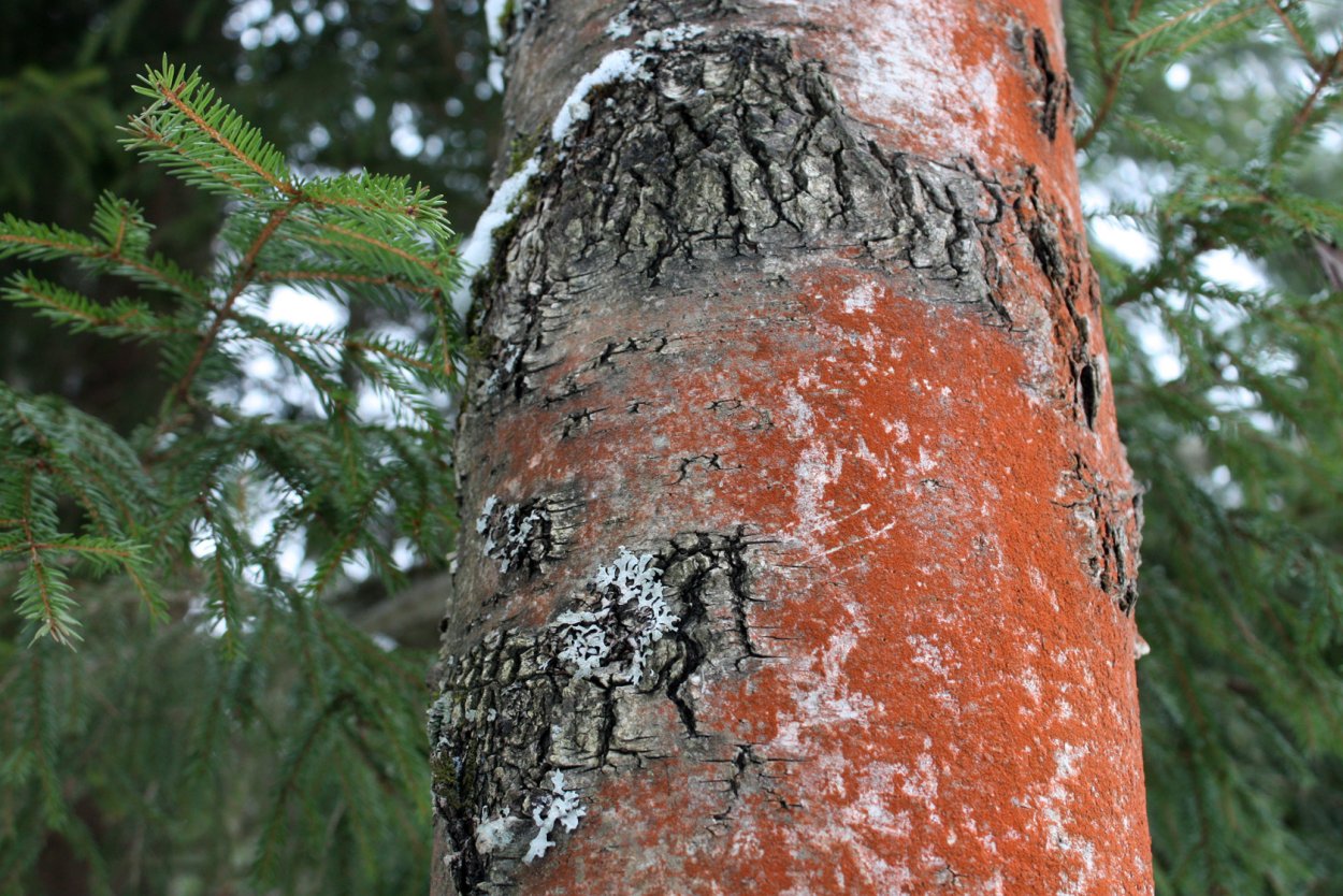 Трентеполия лишайник