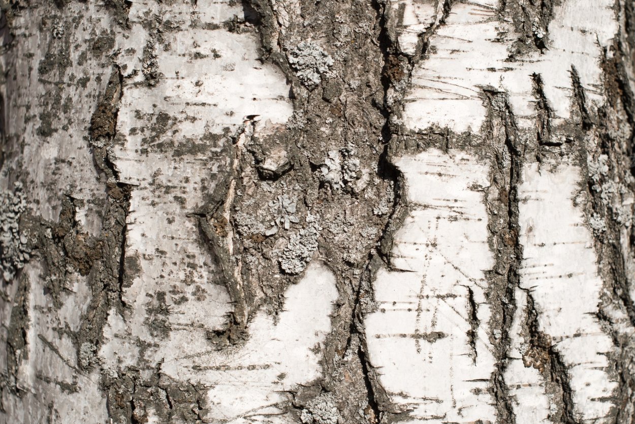 Березовая береста фон