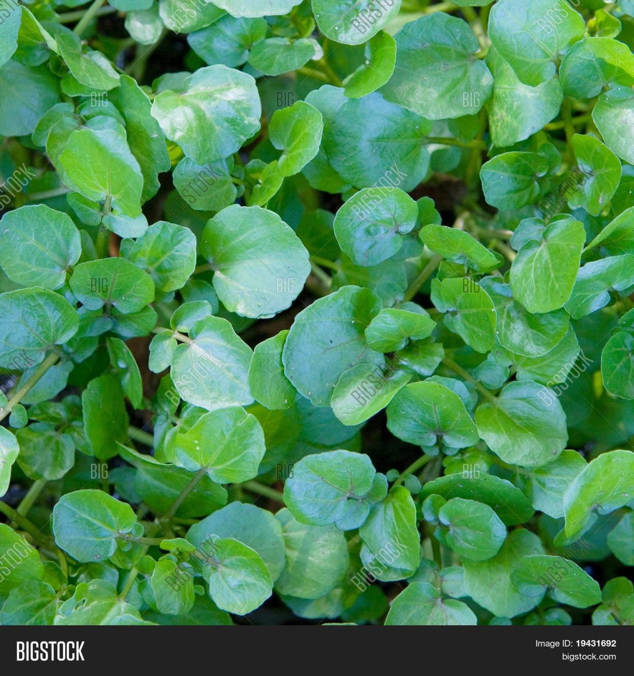 Индийский Кресс