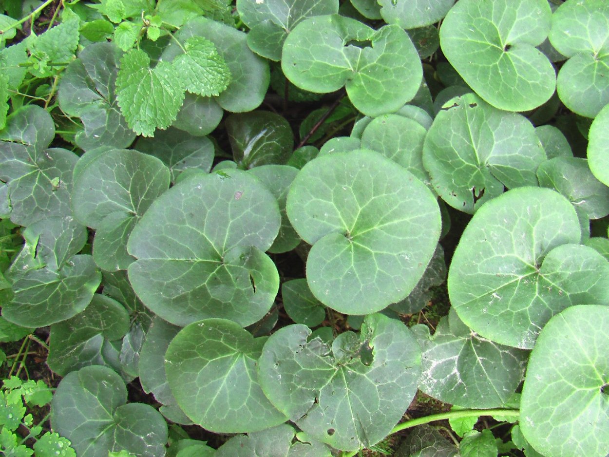 Клевер Клевер почвопокровная