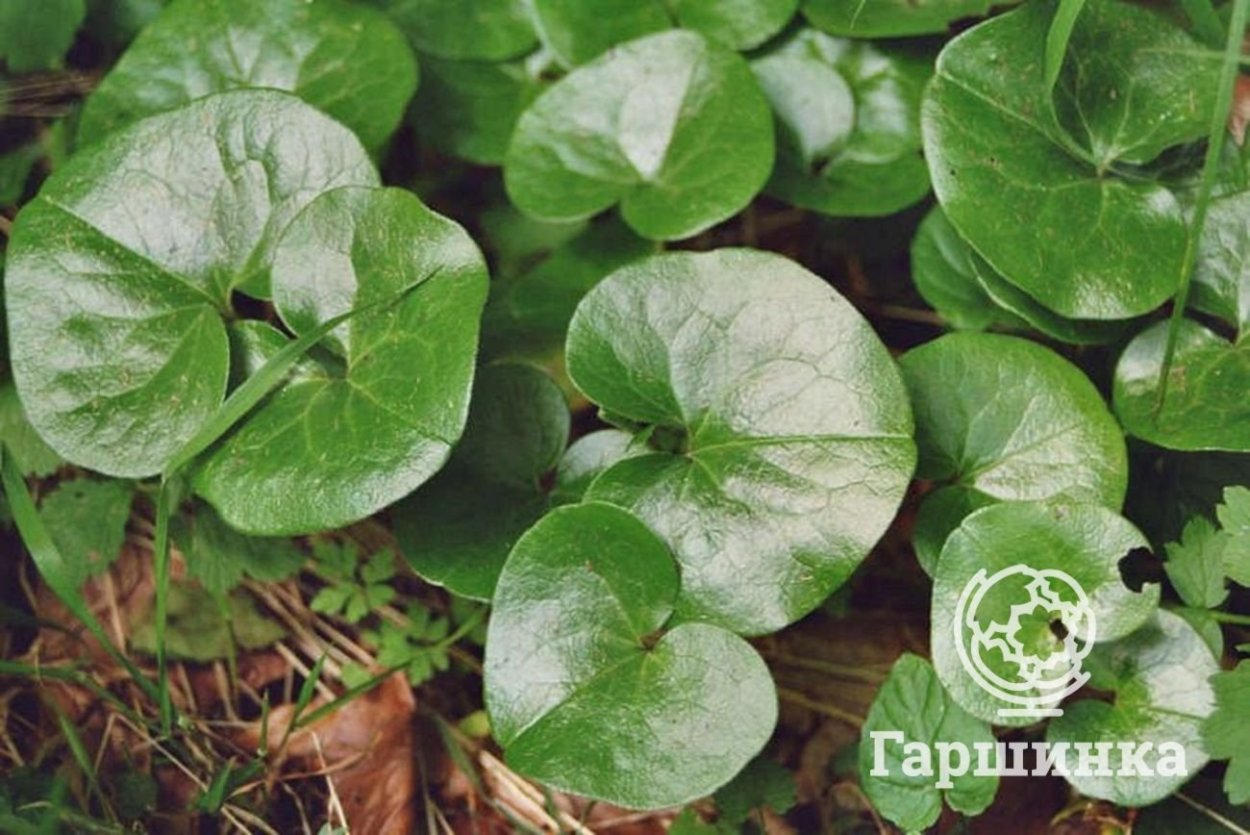 Трава с маленькими круглыми листочками