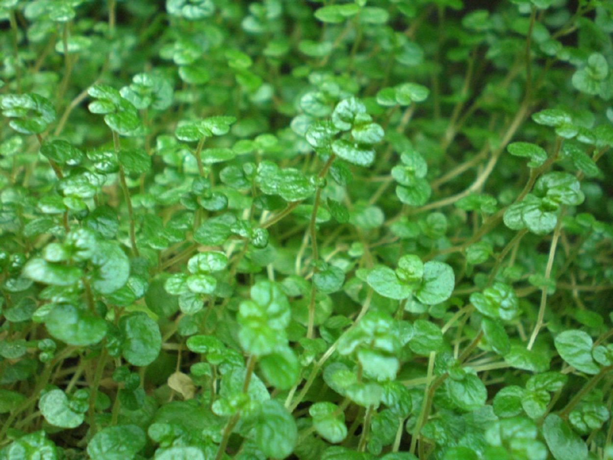 Трава с круглыми листьями