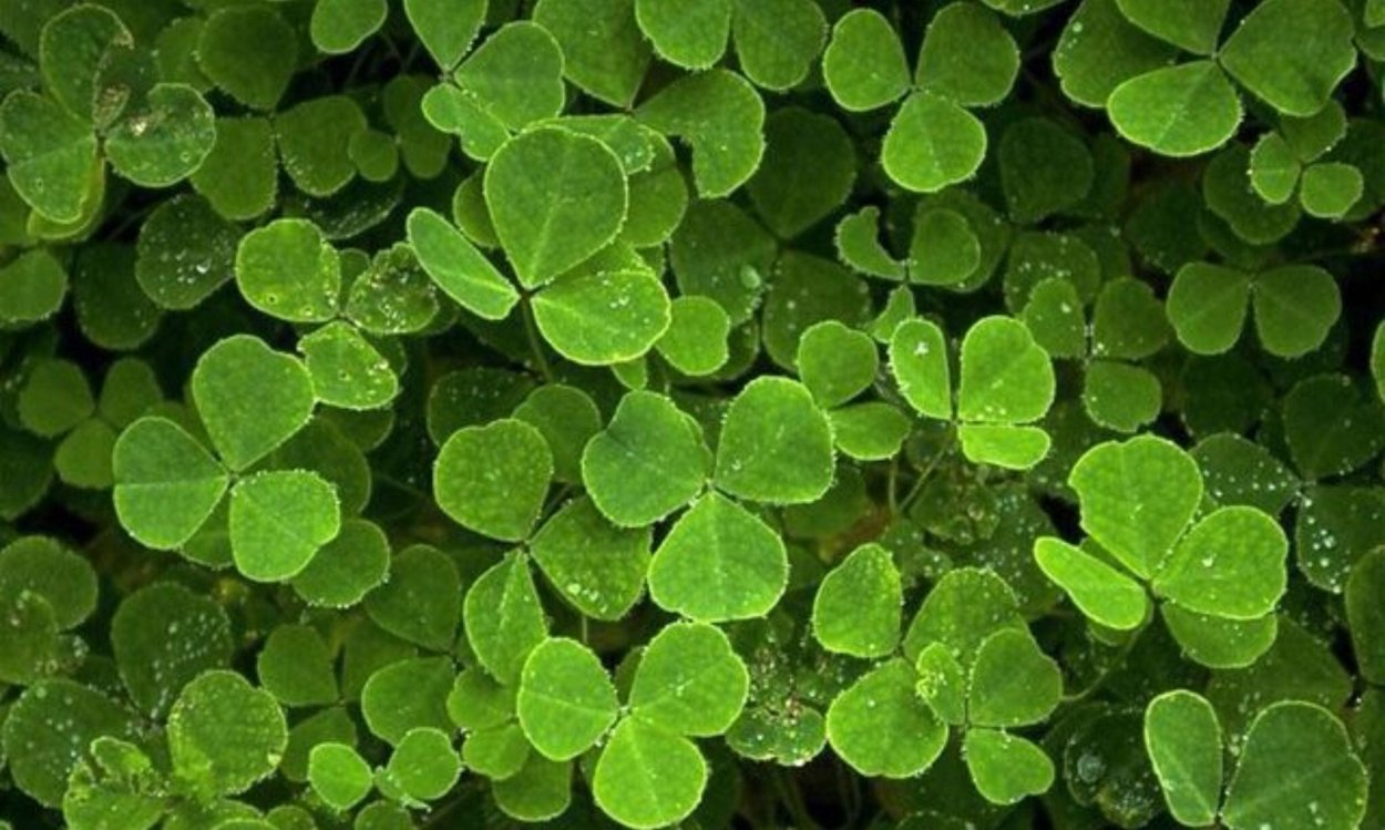 Сорняк будра плющевидная