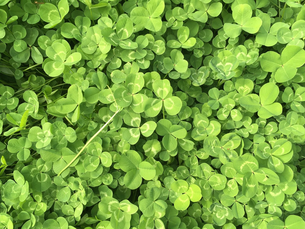 Мокрица сорняк огородный