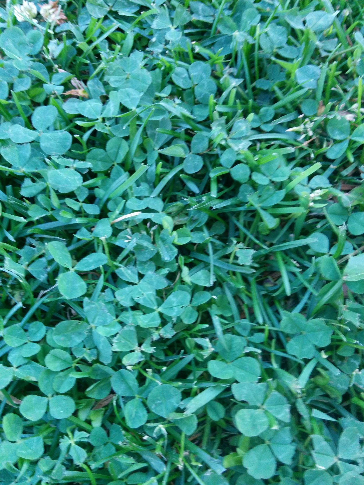 Клевер трилистник растение