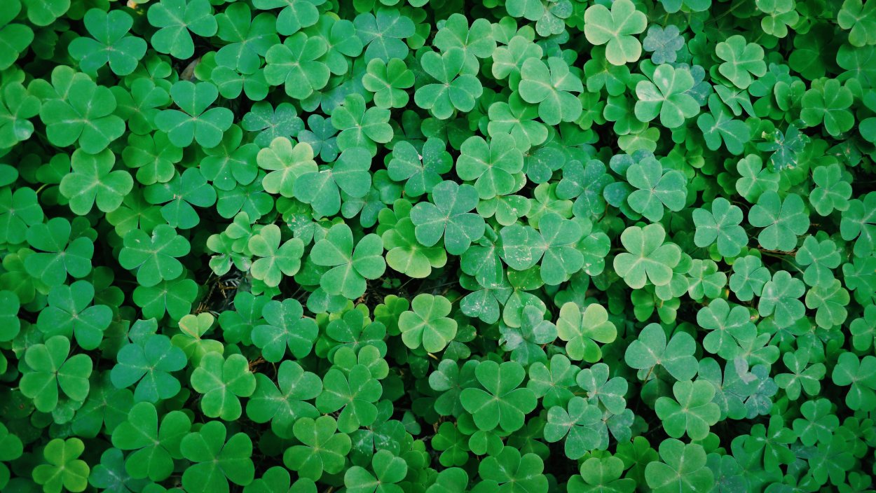 Солейролия сорняк