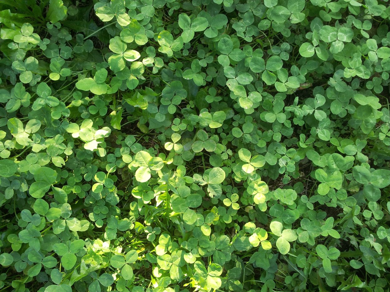 Клевер трилистник растение