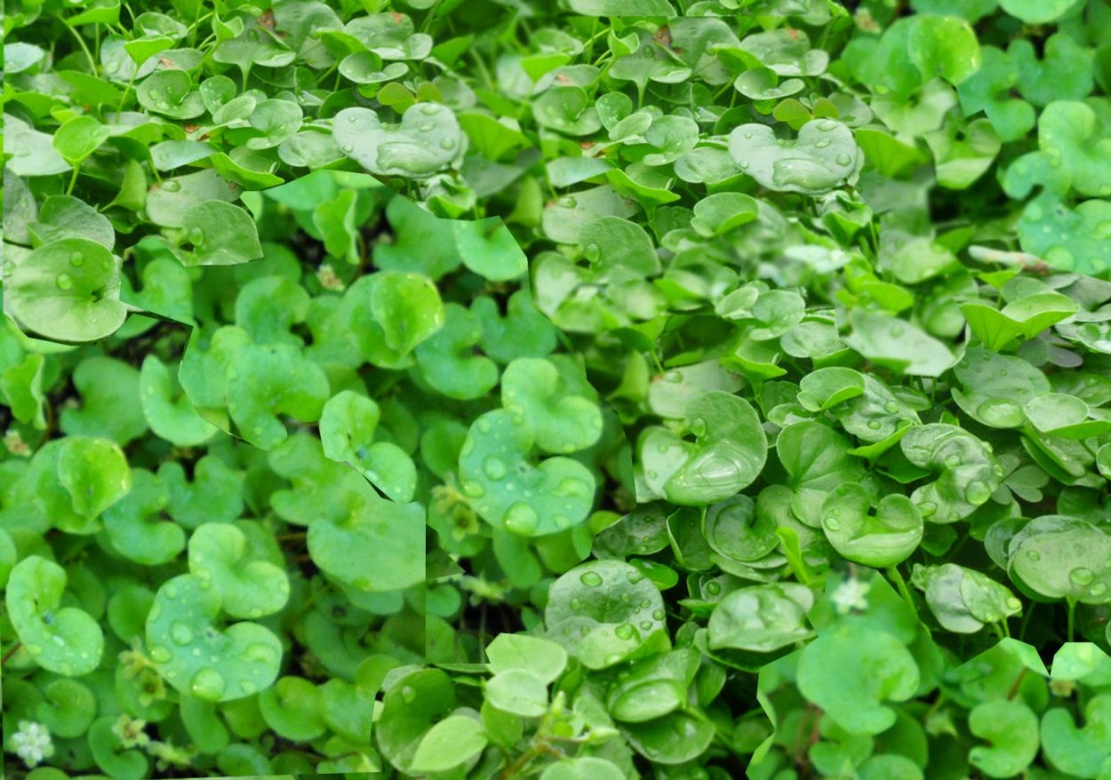 Клевер однолетний