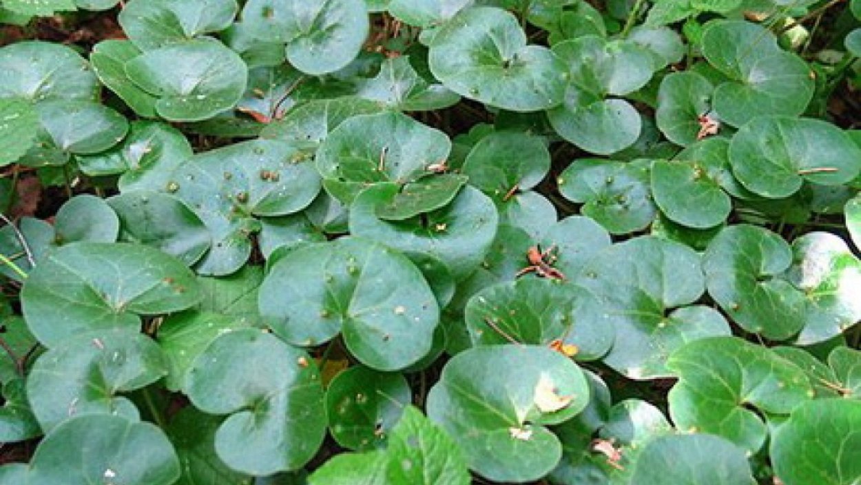 Четырехлистный Клевер растение