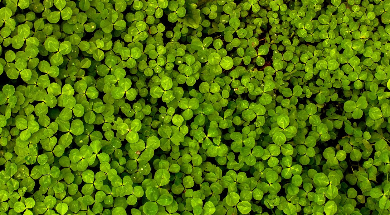 Копытень Европейский