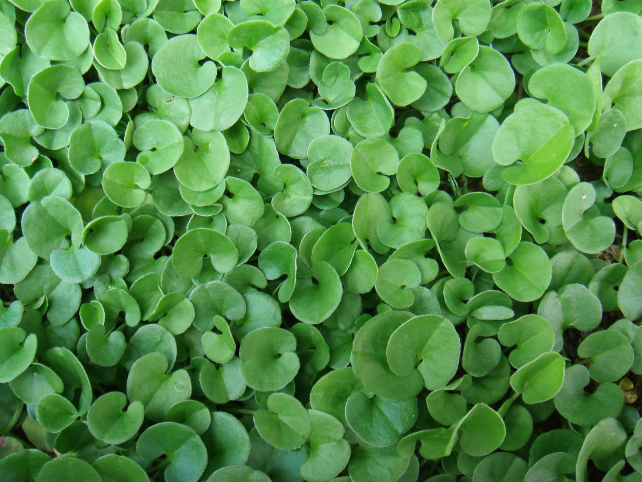 Клевер трилистник сорняк