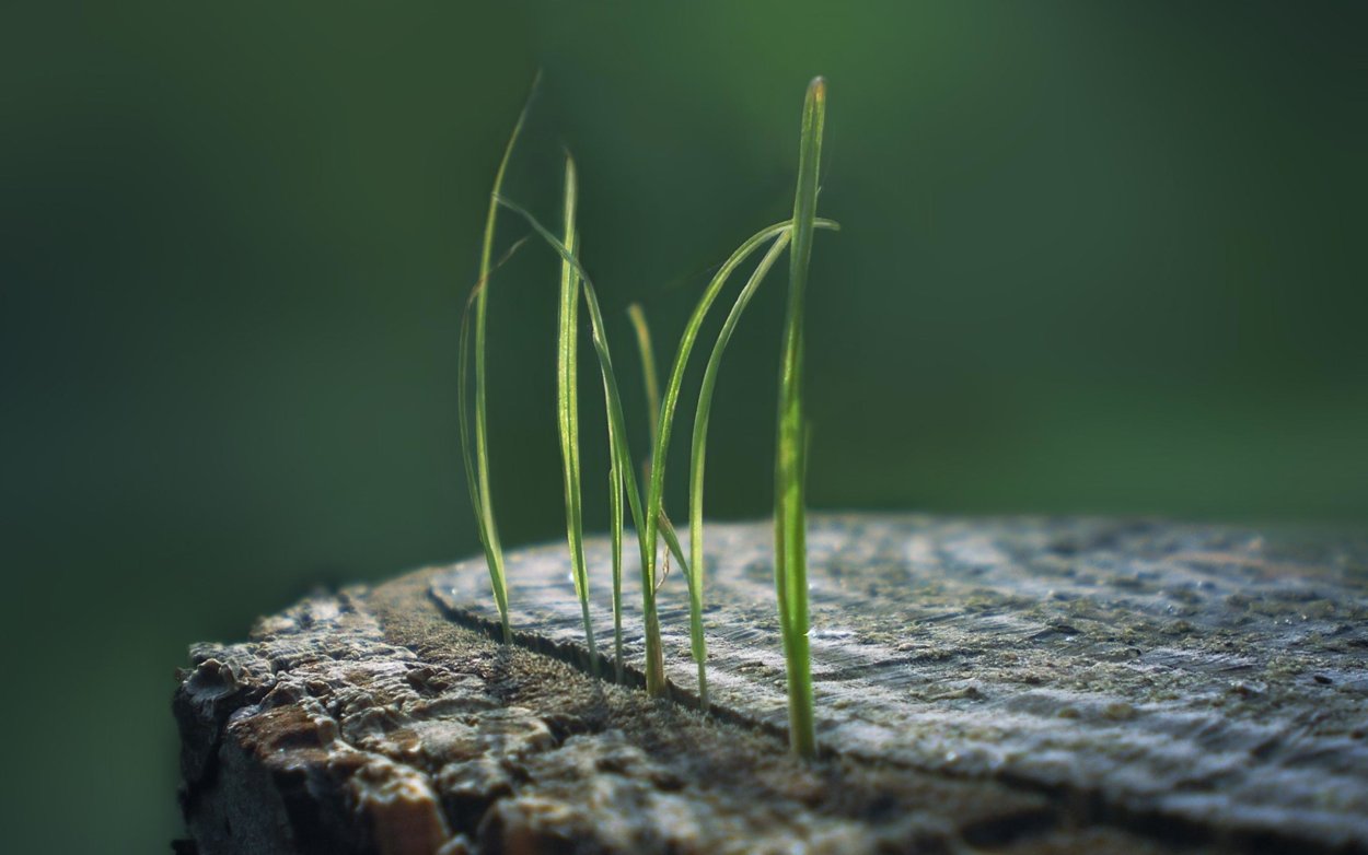 Зеленая трава