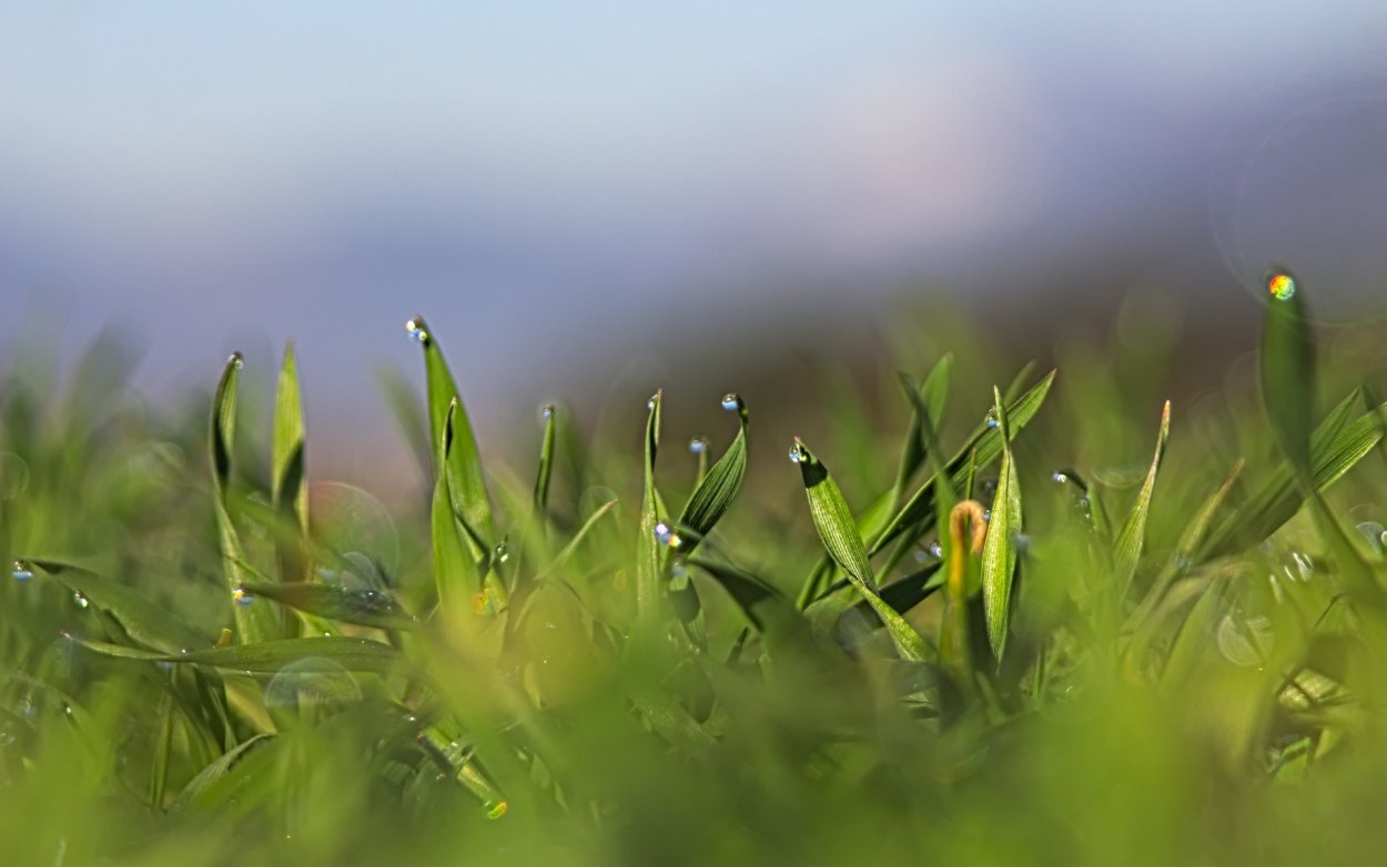 Желто зеленая трава