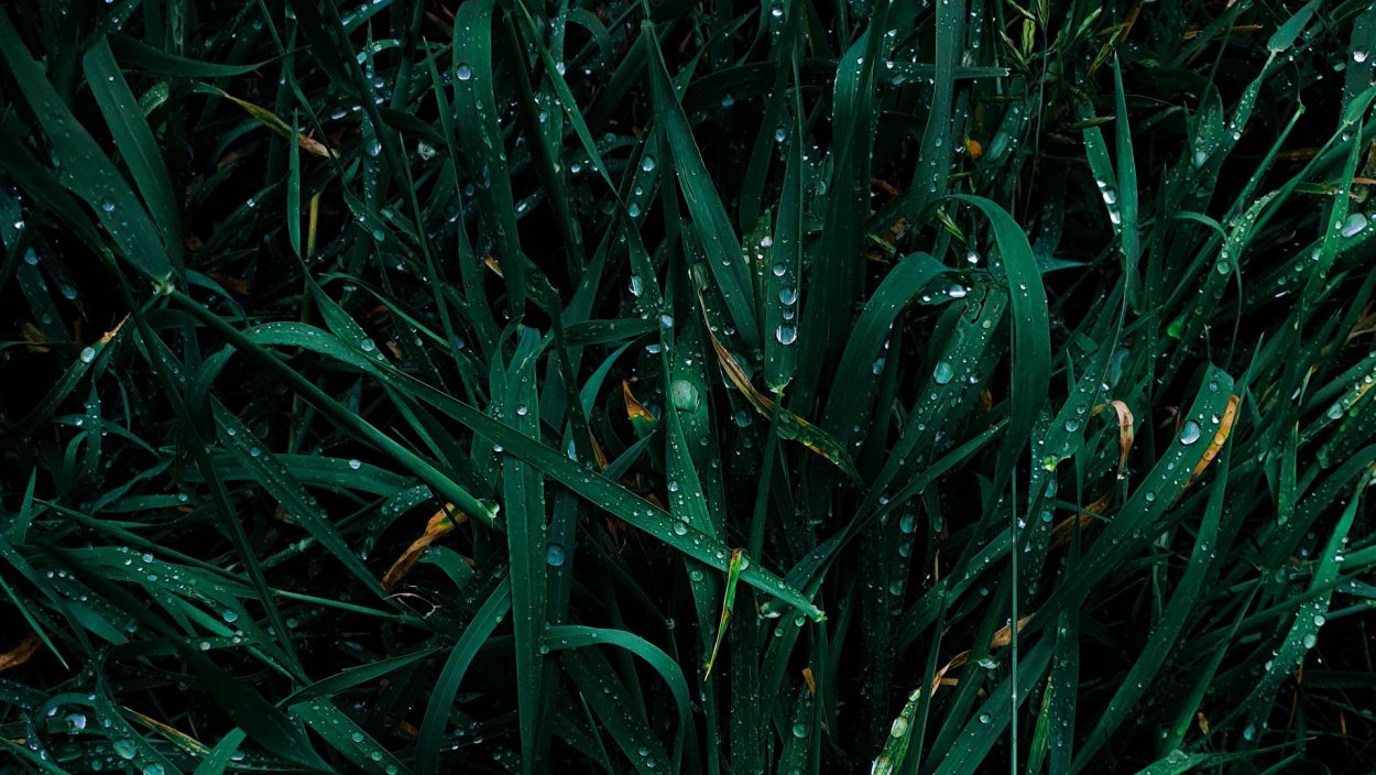 Carpet grass texture бесшовная