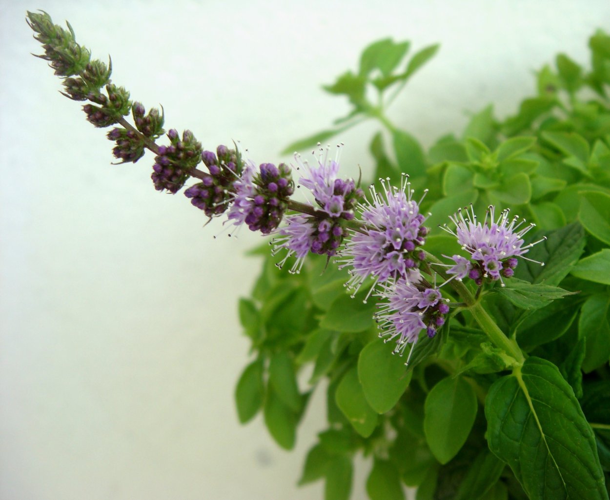 Мята соцветие