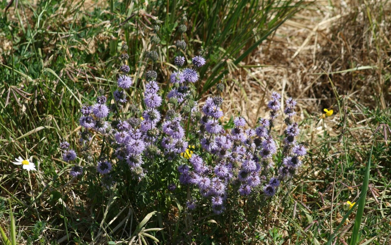Мята блошница омбало