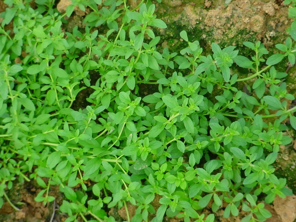 Мята блошница омбало