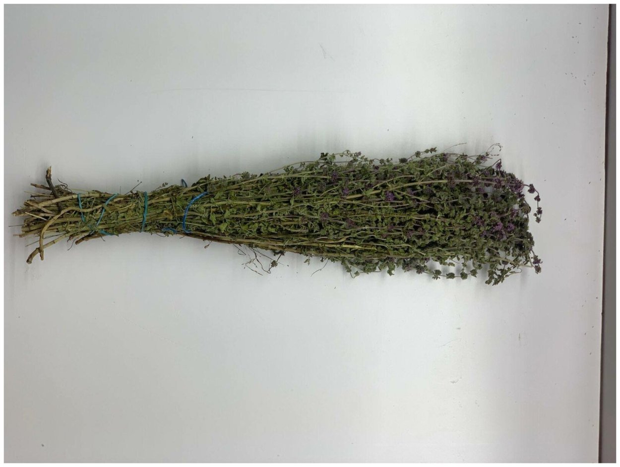 Тимьян приправа растение