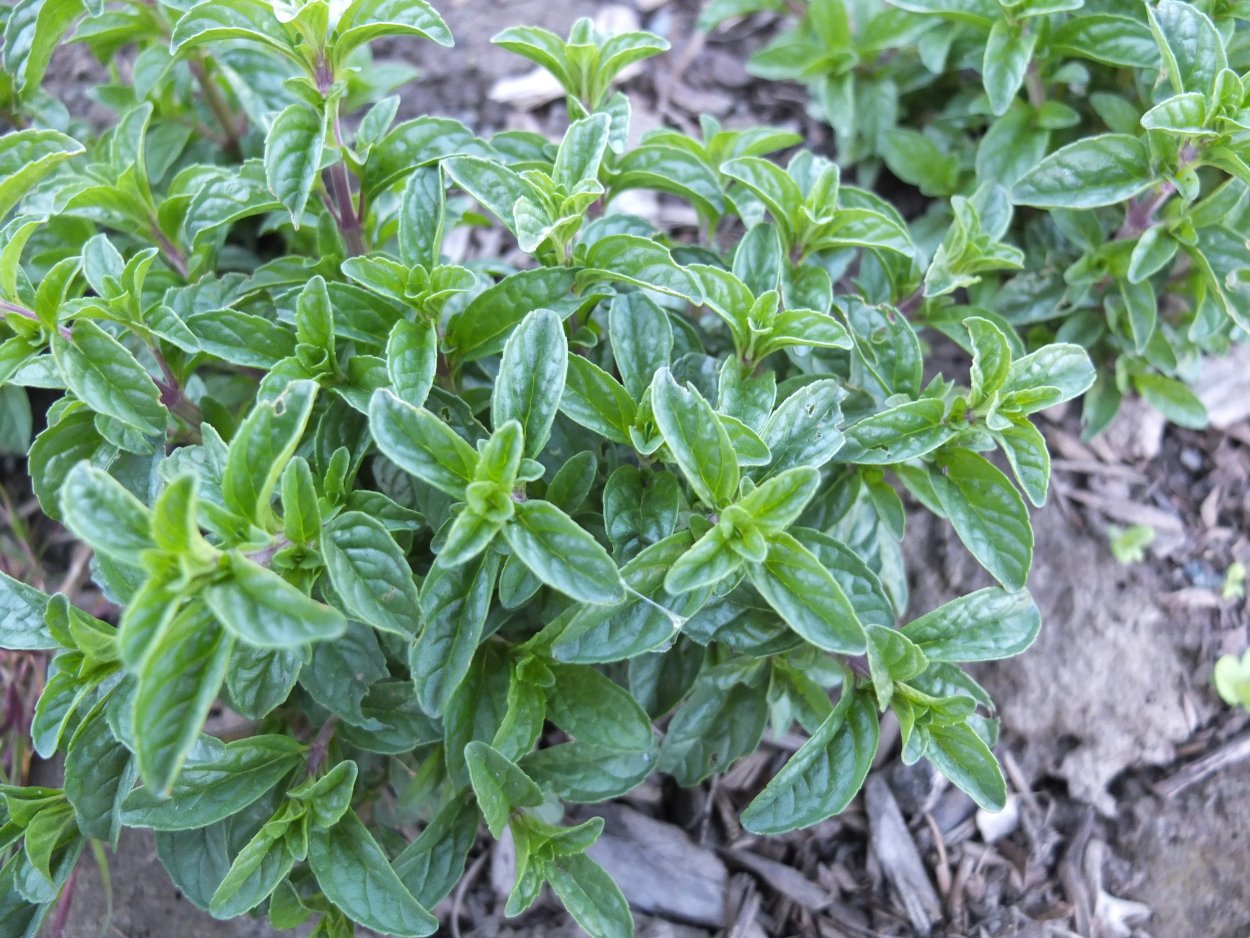 Мята Болотная блошница