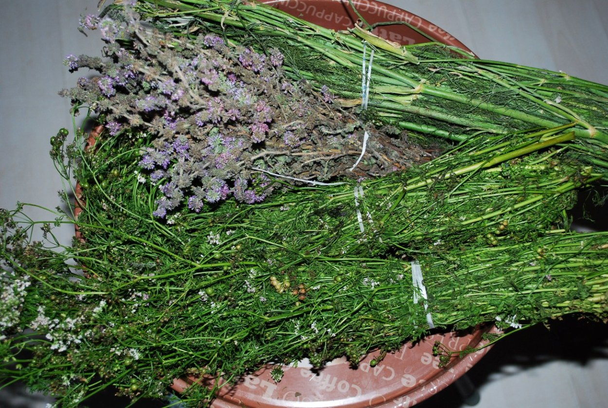 Болотная мята омбало