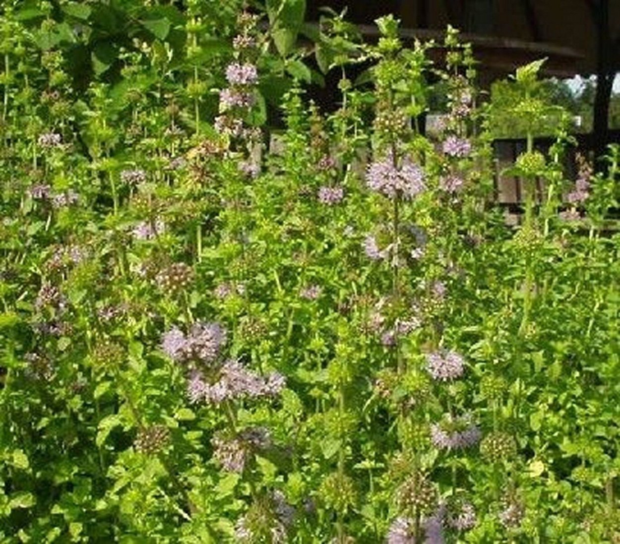 Nepeta nepetella и Mentha pulegium