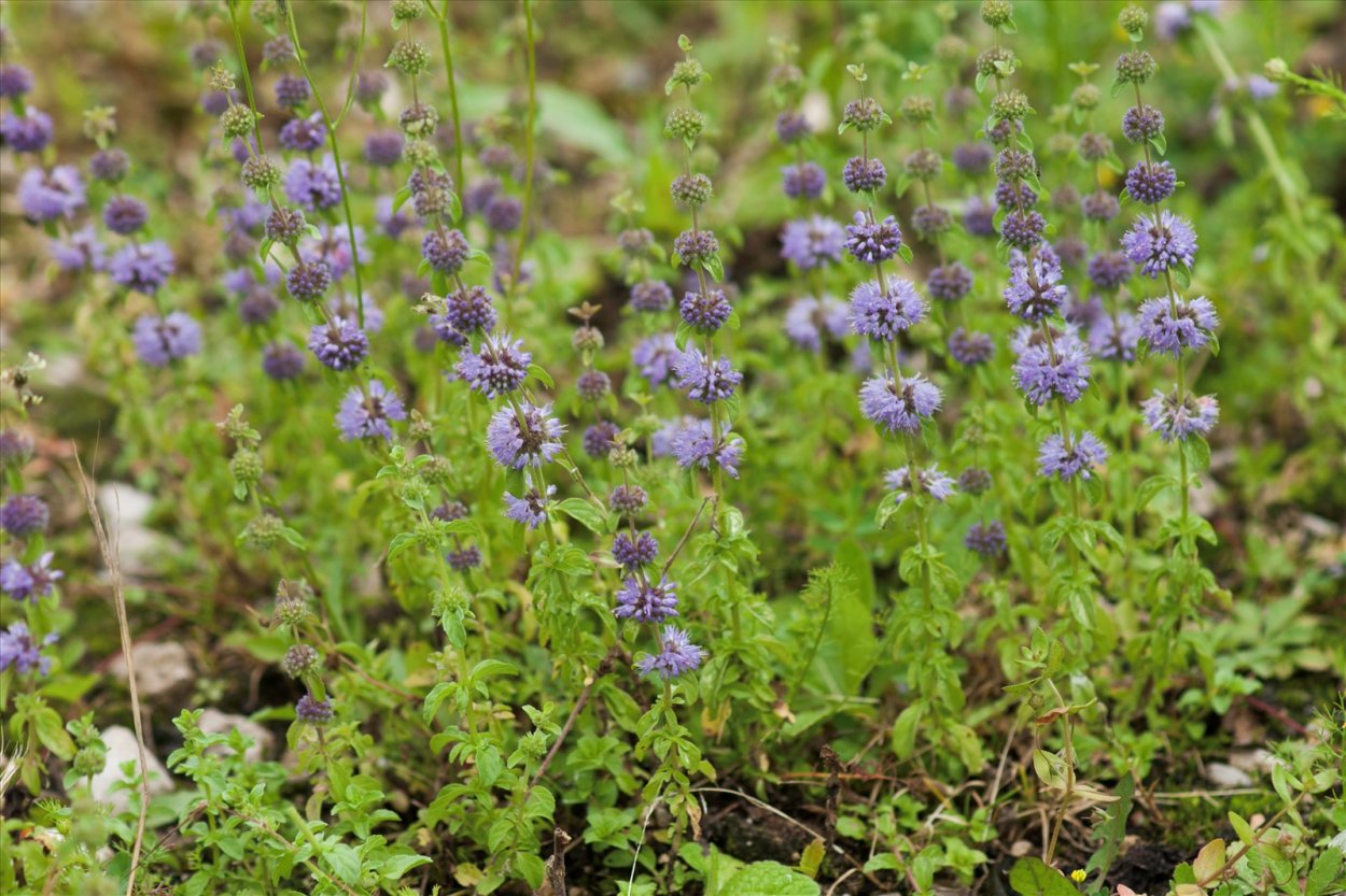 Mentha Cervina l.