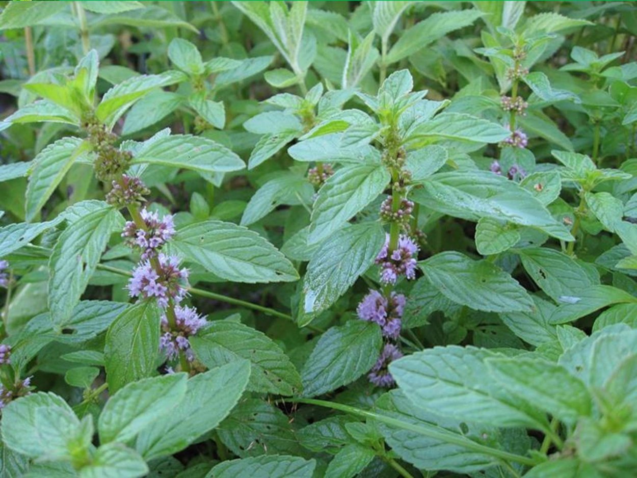 Мята блошница омбало