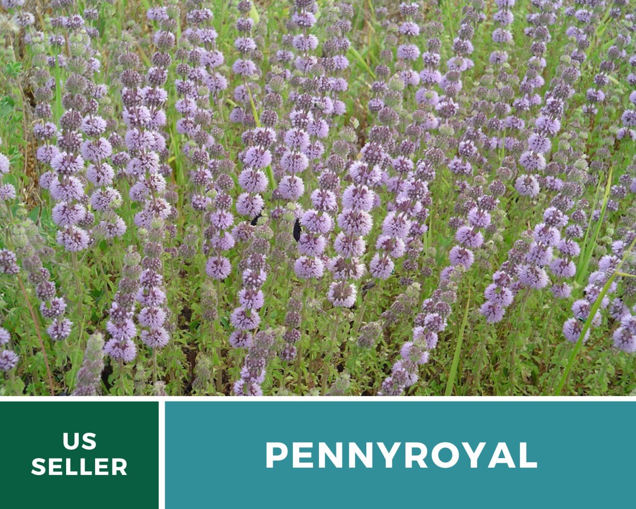 Мята Болотная Пеннироял